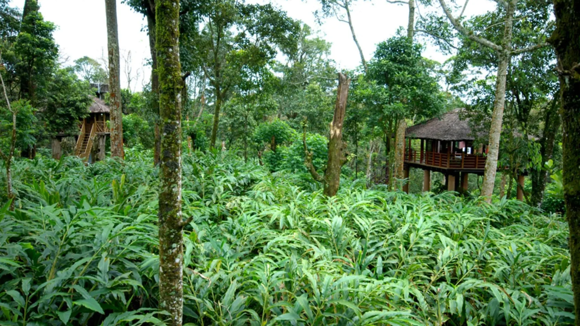 Carmelia Haven Resort Thekkady